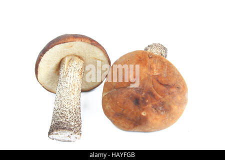 Fungo (Leccinum scabrum) Foto Stock