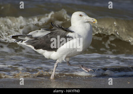 Gabbiano Black-Backed Foto Stock