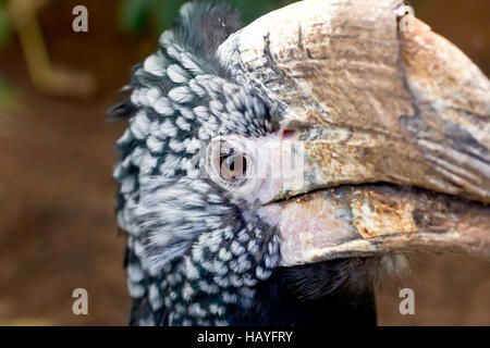 Argentea-cheeked hornbill (Bycanistes brevis). Foto Stock
