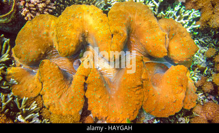 Colorati gigante clam Tridacna gigas cresce nei fondali bassi di Raja Ampat, Indonesia. Foto Stock