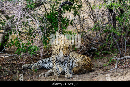 Maschio e femmina in leopard la boccola Foto Stock