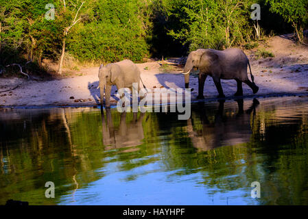 Due elefanti e le loro riflessioni a piedi attorno al waterhole Foto Stock