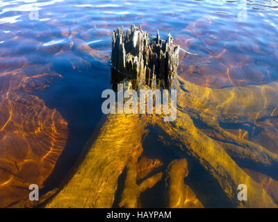 Vecchio ceppo in acqua con mani radici. Gioco di colori e sole in acqua Foto Stock