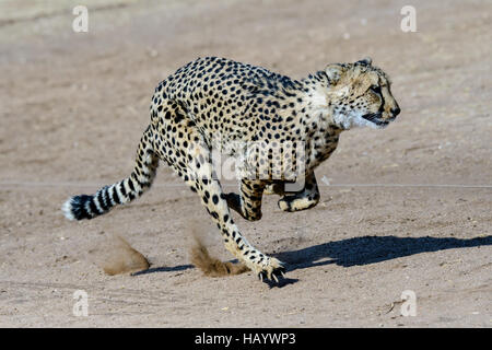 Speedy cheetah in full motion Foto Stock