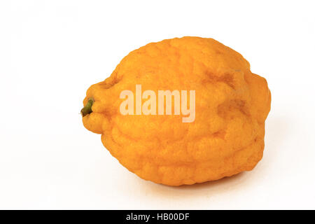 Cedro (Citrus medica) Foto Stock