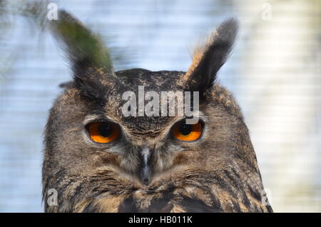 Grande gufo di Aquila Foto Stock