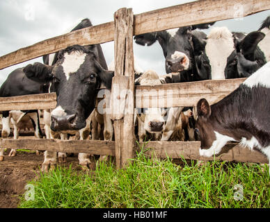 Jersey vitello da recinzione Foto Stock