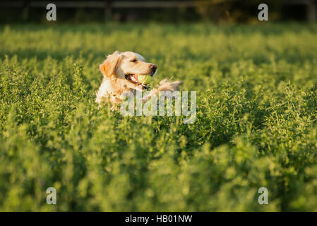 Il Golden Retriever il recupero di palla da tennis Foto Stock