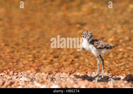 Pavoncella pulcino al lago Foto Stock