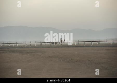 Una cavalcata solitaria sul suo cammello riscaldandolo fino per le corse di cammelli in Oman prima che il sole appare all'orizzonte in opaco, foschia mattutina Foto Stock