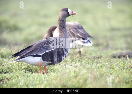 Fronteggiata Greater-White Goose Foto Stock