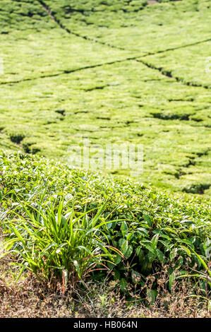 Bush di citronella Foto Stock