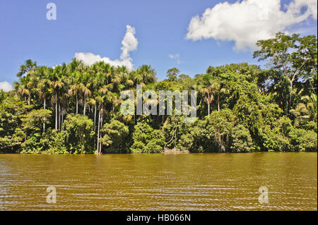 Bacino Amazzonico, Tambopata National Park, Perù Foto Stock