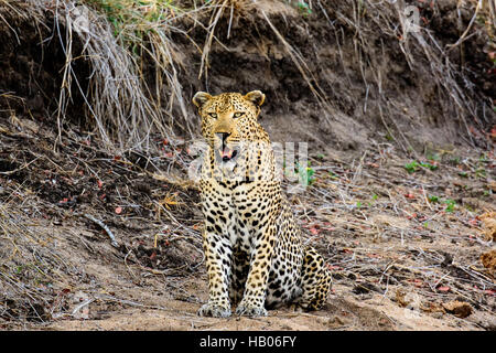 Leopard maschile seduto nella boccola Foto Stock