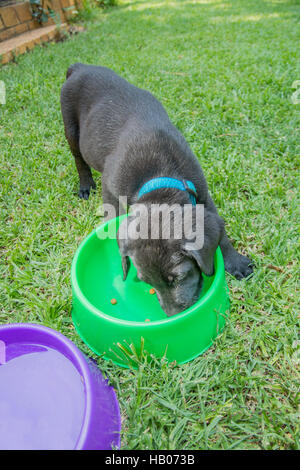 Il Labrador cucciolo mangiare Foto Stock