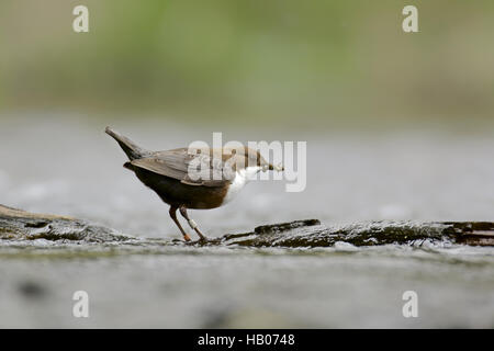 White-Throated bilanciere Foto Stock