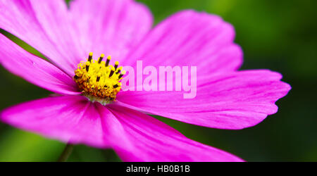 Rosa fiori cosmea . Foto Stock