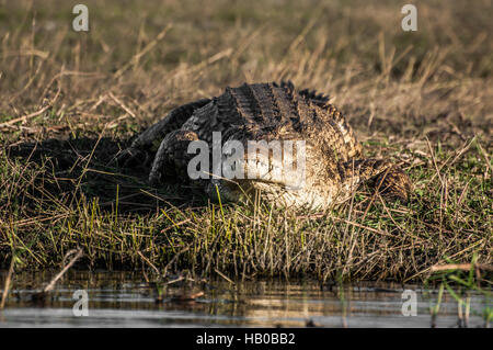 Nilo crockodile a Chobe sulla riva del fiume. Foto Stock