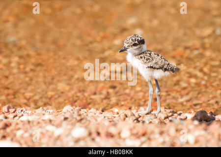 Pavoncella pulcino al lago Foto Stock