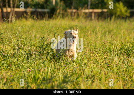 Il Golden Retriever fetch di palla. Foto Stock