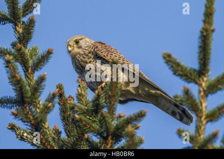 Krestel comune (Falco tinnunculus) Foto Stock