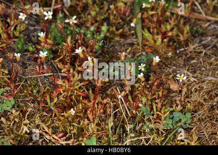 Rue-lasciava sassifraga, Saxifraga tridactylites Foto Stock