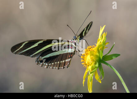 Zebra Longwing Butterfly (Heliconius charitonius) alimentazione in un prato assolato, Aransas, Texas, Stati Uniti d'America Foto Stock