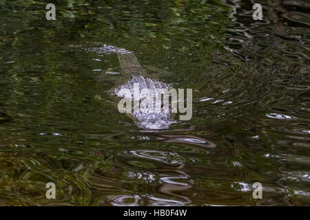 (Alligator Alligator mississippiensis) Nuoto, Big Cypress National Preserve, Florida Foto Stock