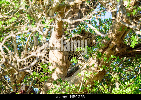 Leopard nasconde in una struttura ad albero Foto Stock