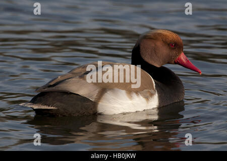 Rosso-crested Pochard, Netta Rufina, maschio Foto Stock