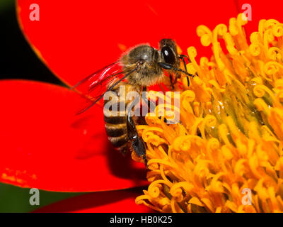 Il miele delle api di sciroppo di aspirazione sul fiore rosso Foto Stock