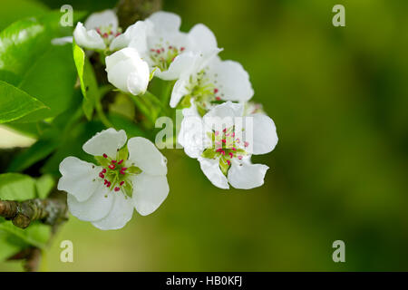 Pear Tree blossoms in Spring Garden. Foto Stock
