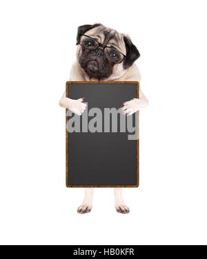 Carino pug cucciolo di cane con gli occhiali, in piedi tenendo vuoto segno blackboard dando simili con il pollice, isolato su sfondo bianco Foto Stock