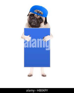 Carino pug cucciolo di cane con cappuccio, in piedi tenendo vuoto segno blu e dando una simile con il pollice, isolato su sfondo bianco Foto Stock