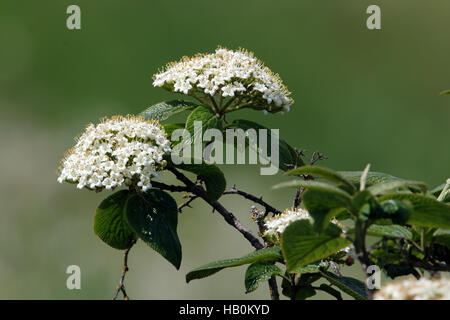 Wayfaring tree, Viburnum lantana Foto Stock