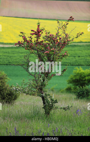 Rosa biancospino, Crataegus 'Paolo Scarlett" Foto Stock