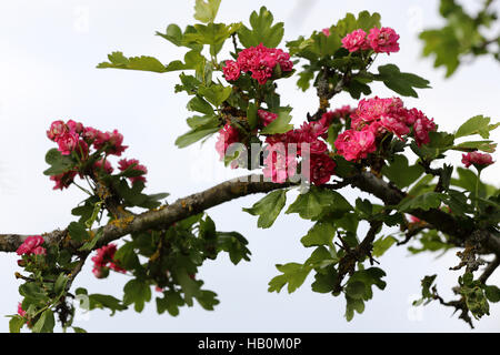 Rosa biancospino, Crataegus 'Paolo Scarlett" Foto Stock