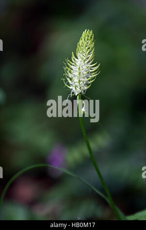 Rampion spiked, Phyteuma spicatum Foto Stock