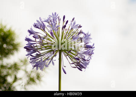 African agapanthus (Agapathus africanus) Foto Stock