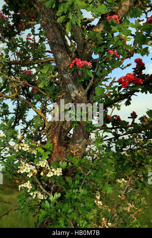 Rosa biancospino, Crataegus 'Paolo Scarlett" Foto Stock