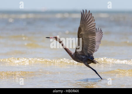 Reddish Garzetta (Egretta rufescens) battenti, San Carlos Bay, Bunche Beach preservare, Florida Foto Stock