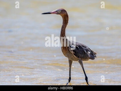 Reddish Garzetta (Egretta rufescens), San Carlos Bay, Bunche Beach preservare, Florida Foto Stock