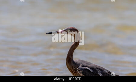 Reddish Garzetta (Egretta rufescens), San Carlos Bay, Bunche Beach preservare, Florida Foto Stock