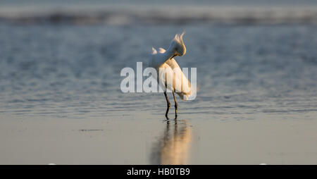 Snowy Garzetta (Egretta thuja), allevamento del piumaggio, San Carlos Bay, Bunche Beach preservare, Florida Foto Stock