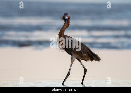 Reddish Garzetta (Egretta rufescens), San Carlos Bay, Bunche Beach preservare, Florida Foto Stock