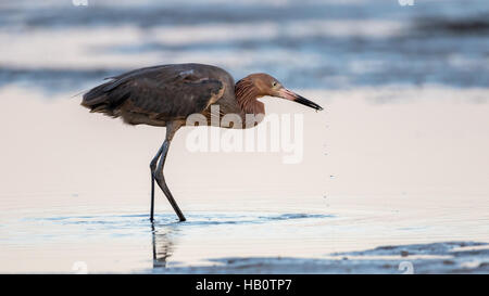 Reddish Garzetta (Egretta rufescens) foraggio, San Carlos Bay, Bunche Beach preservare, Florida Foto Stock