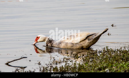 Anatra muta (Cairina moschata) nell'acqua del lago alla amache, Kendall, Florida Foto Stock