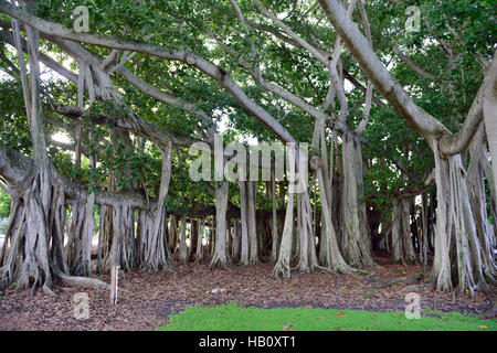 Grandi banian tree con antenna avventizi prop radici nella Edison & Ford Winter Estates in Fort Myers Florida Foto Stock