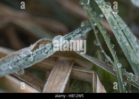 Congelate / smerigliati gocce di rugiada sull'erba - metafora visiva per il concetto d'inverno. Foto Stock