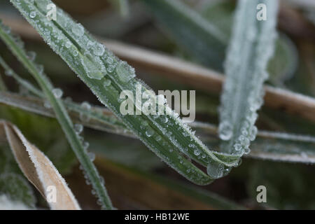 Congelate / smerigliati gocce di rugiada sull'erba - metafora visiva per il concetto d'inverno. Foto Stock